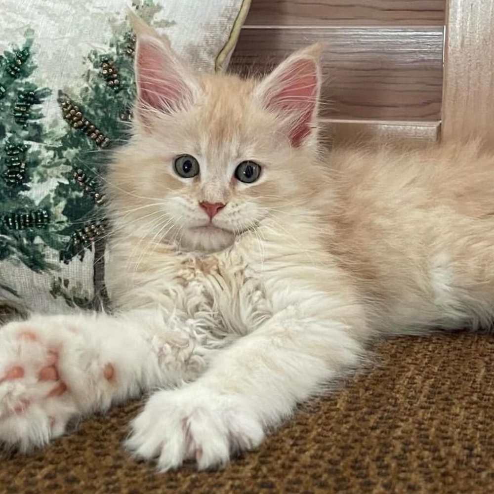 Meet your Posher, Dawn